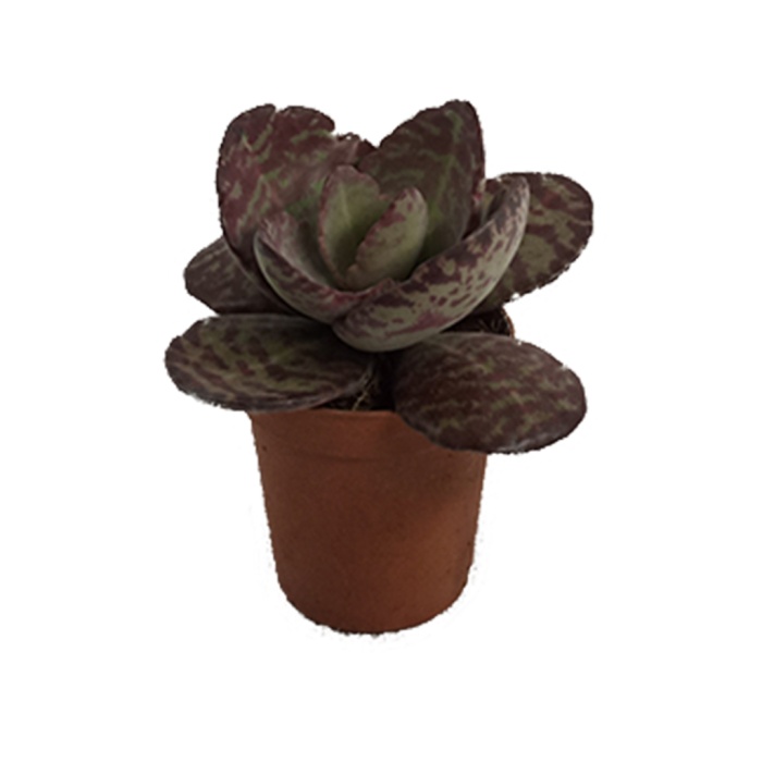 Kalanchoe (5,5 Cm Saksıda)