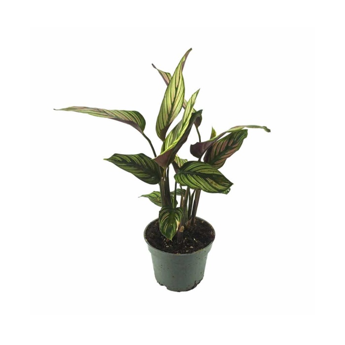 Calathea White Star - Beyaz Çizgili Kalatya - 12 Cm Plastik Saksıda