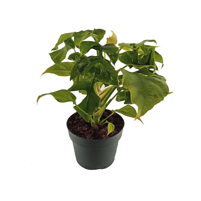 Monstera Minima (10,5 Cm Saksıda)