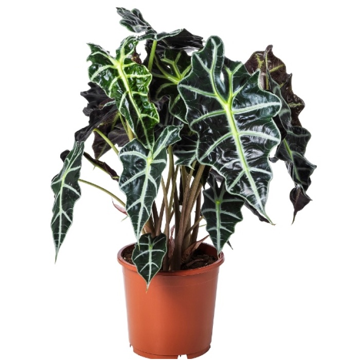 Alocasia Polly - Fil Kulağı - 23 Cm Plastik Saksıda