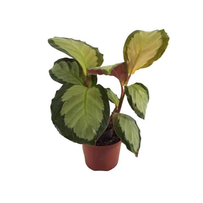 Calathea Picturata Argentea (7 Cm Saksıda)