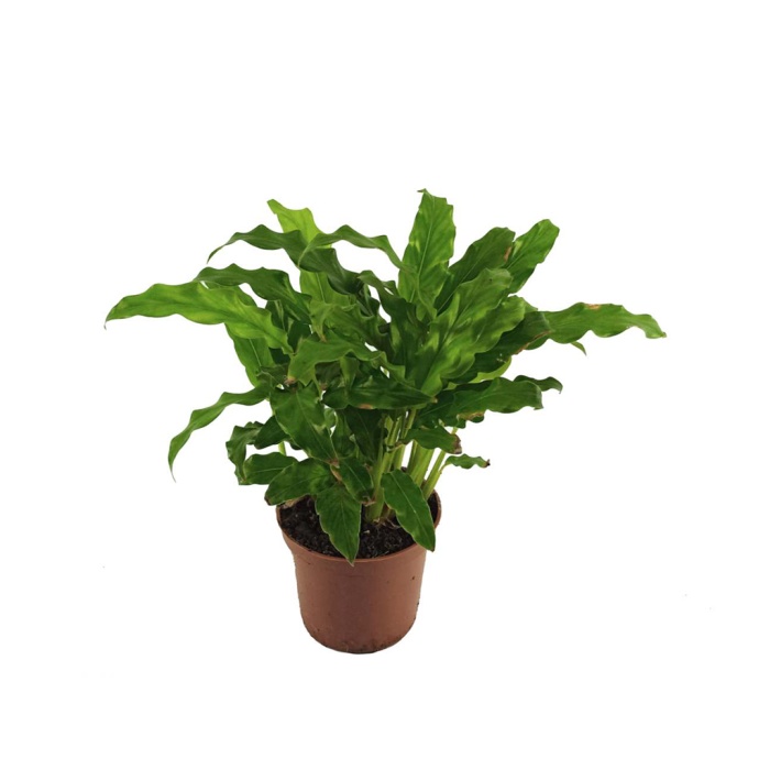 Calathea Rufibarda (7 Cm Saksıda)