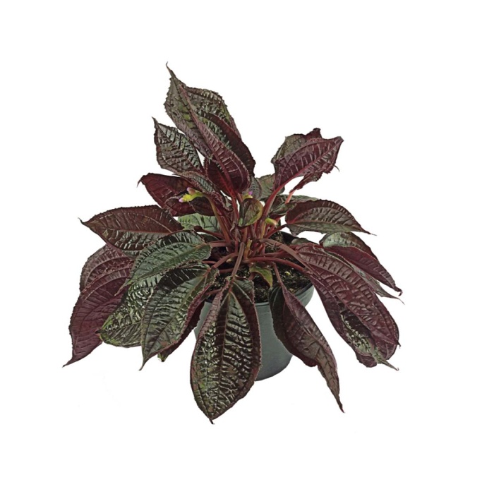 Monolena Primuliflora (17 Cm Saksıda)