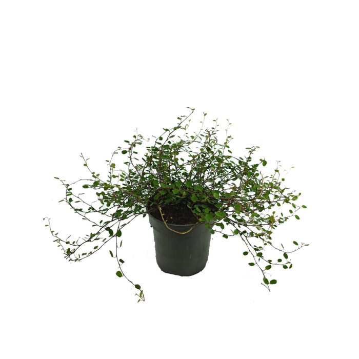 Müehlenbeckia - Avustralya Sarmaşığı - 11 Cm Plastik Saksıda
