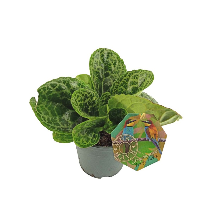 Streptocarpus (17 Cm Saksıda)