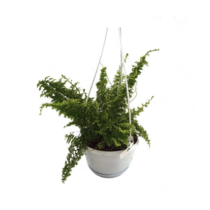 Askılı Aşk Merdiveni - Nephrolepis (18 Cm Saksıda)