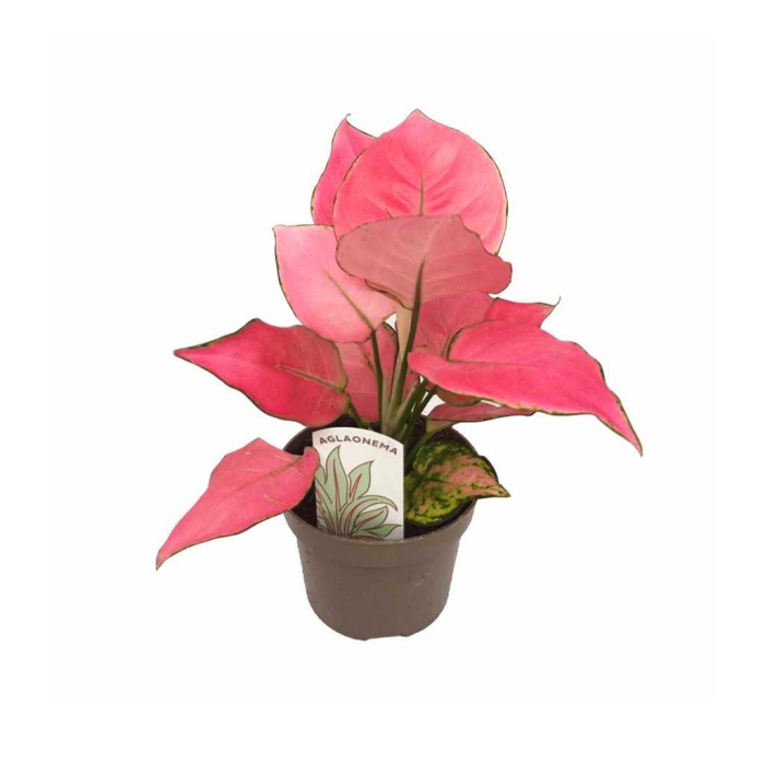 Aglaonema Pink Lady (12 Cm Saksıda)