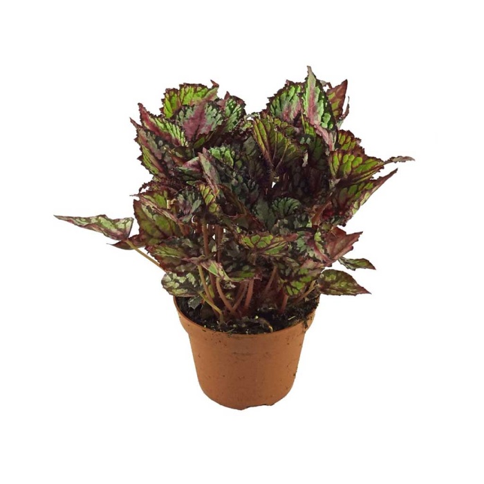 Begonia Rex Tango (13 Cm Saksıda)