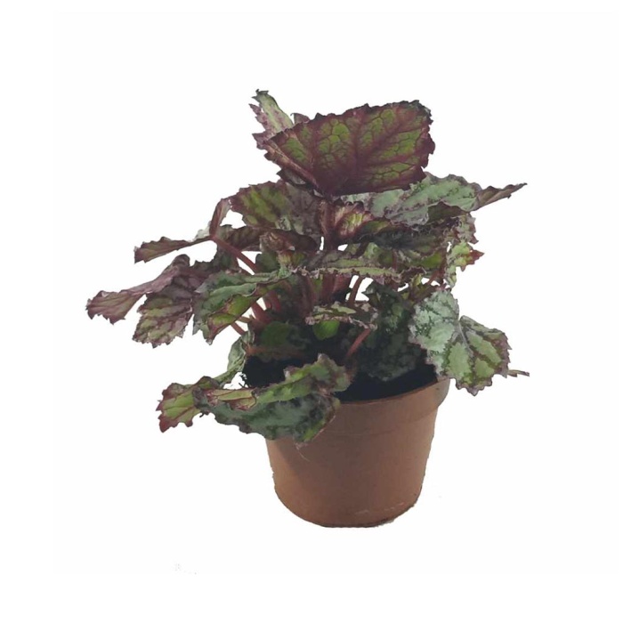 Begonia Magic (13 Cm Saksıda)