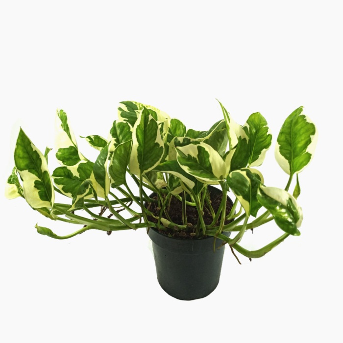 Scindapsus Aureum - Salon Sarmaşığı-12 Cm Plastik Saksıda