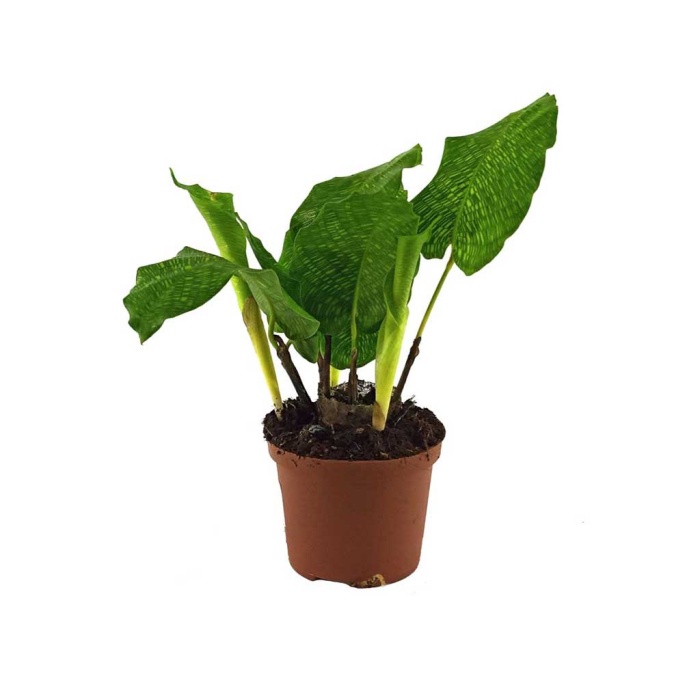 Mini Calathea Network (7 Cm Saksıda)