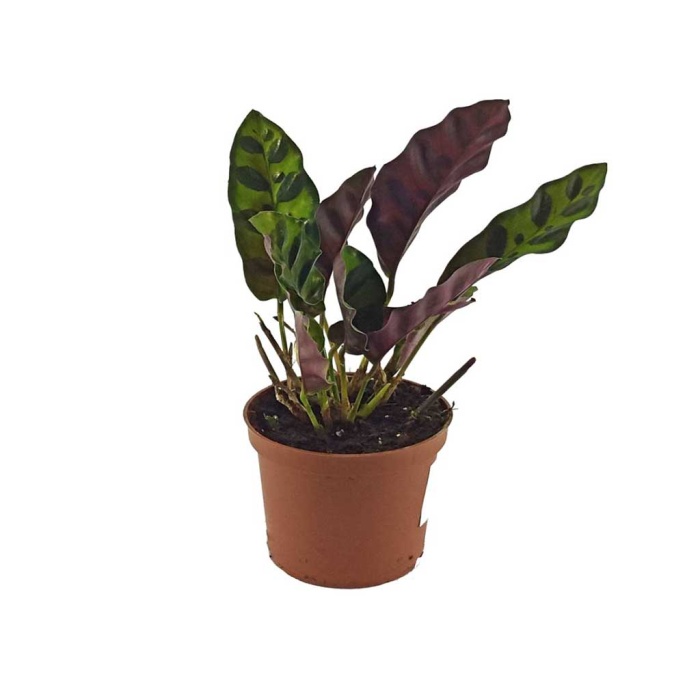 Mini Calathea Lancifolia (7 Cm Saksıda)