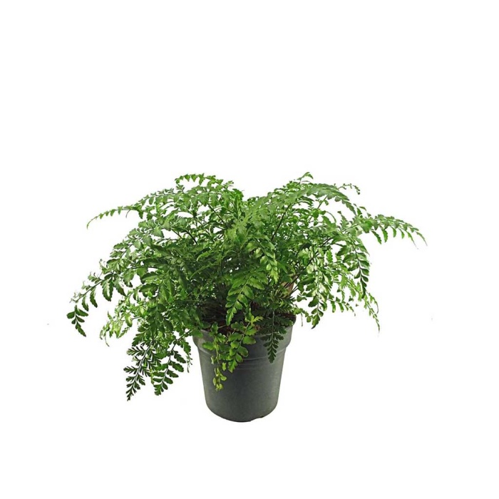 Asplenium (21 Cm Saksıda)