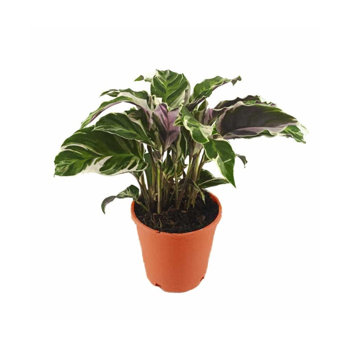 Calathea Fusion White (14 Cm Saksıda)