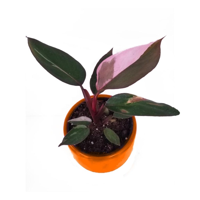 Philodendron Pink (17 Cm Saksıda)