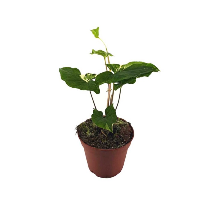 Syngonium Albo Variegata(14 Cm Saksıda)