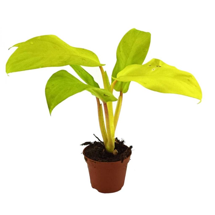 Philodendron Malay 5,5 Saksıda