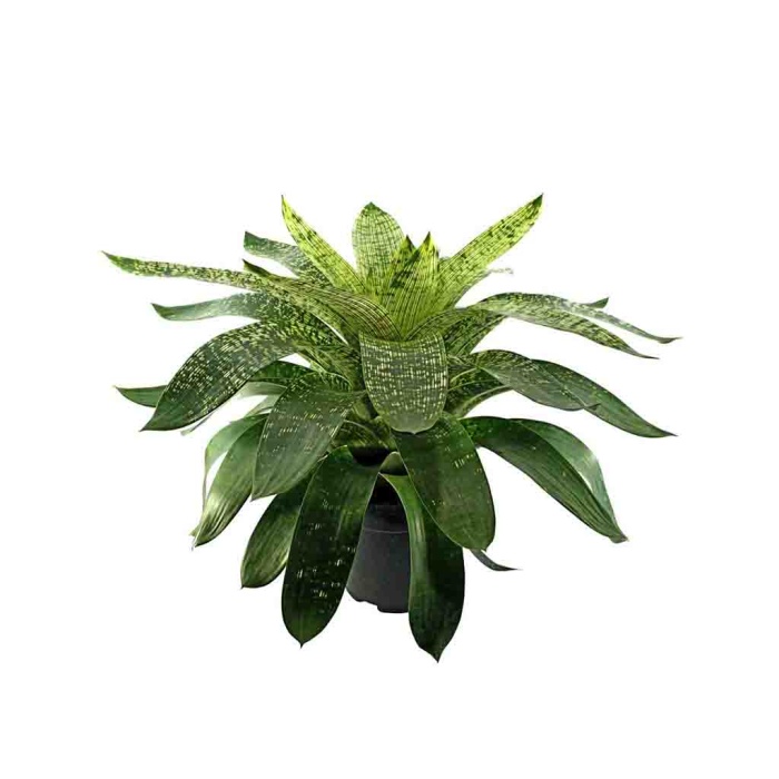 Vriesea Nova (19 Cm Saksıda)