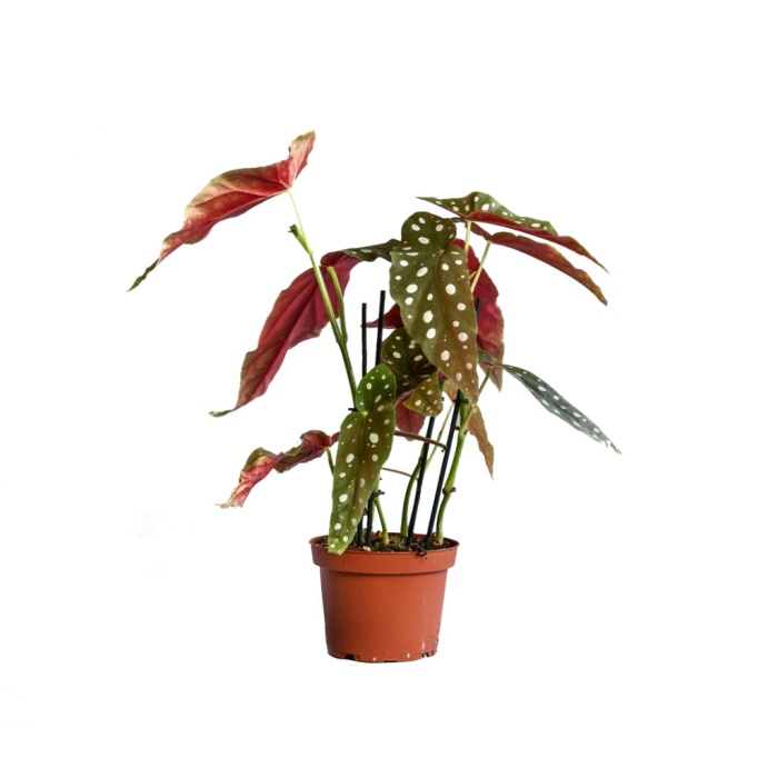 Begonia Maculata - 12 Cm Plastik Saksıda