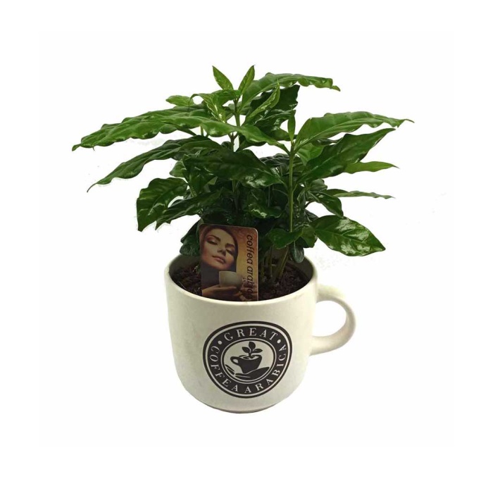 Beyaz Seramik Saksıda Coffea Arabica (12 Cm Saksıda)