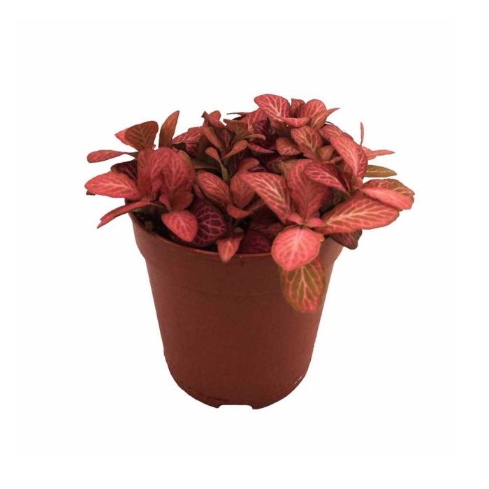 Fittonia Pink (12 Cm Saksıda)