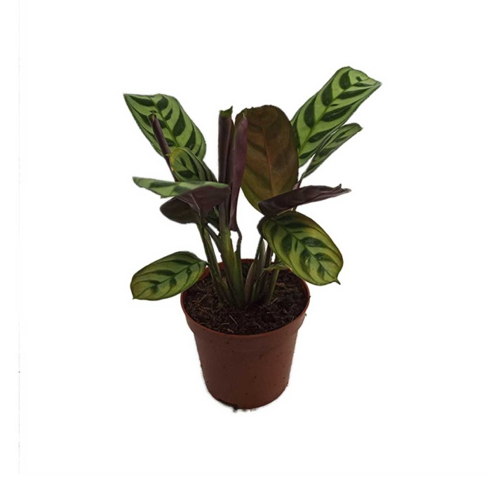 Maranta (8,5 Cm Saksıda)