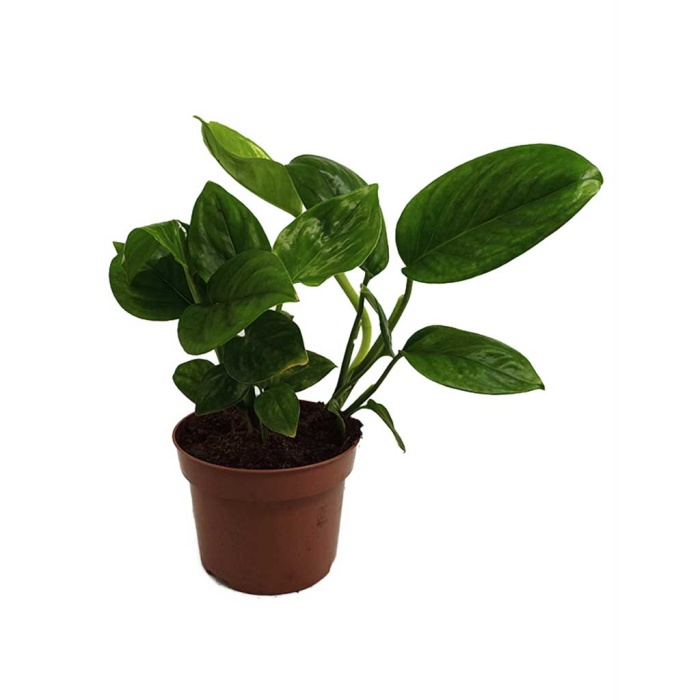 Monstera Karstenianum (12 Cm Saksıda)