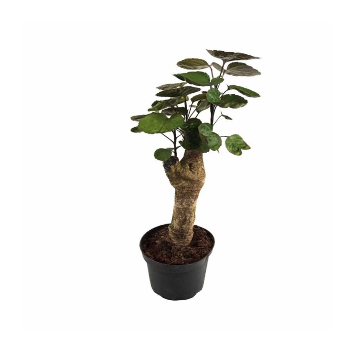 Polyscias Fabian (12 Cm Saksıda)