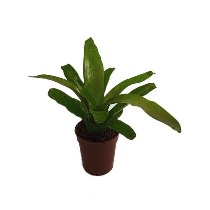 Nidularium (5,5 Cm Saksıda)