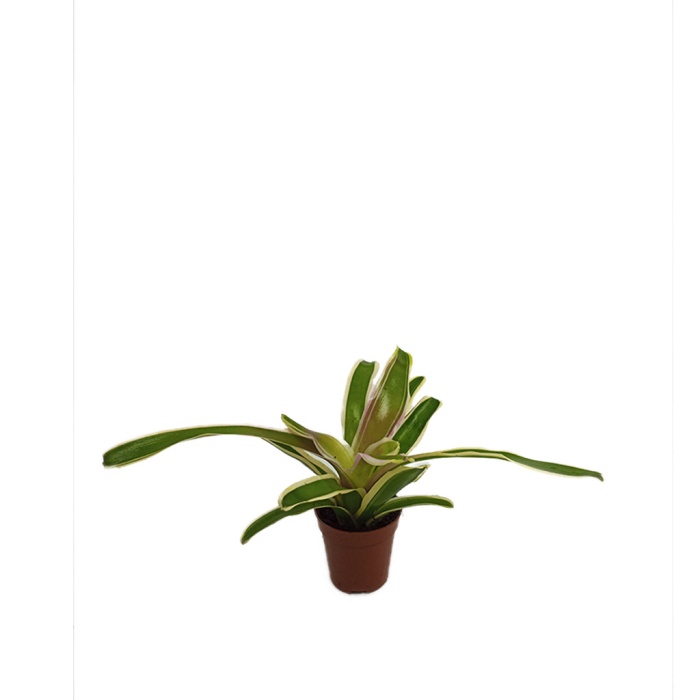 Nidularium (5,5 Cm Saksıda)