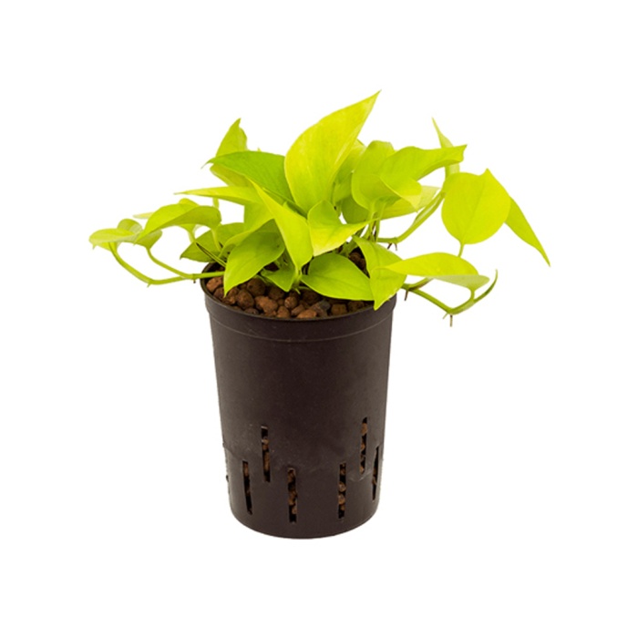 Scindapsus Neon - 12 Cm Plastik Saksıda