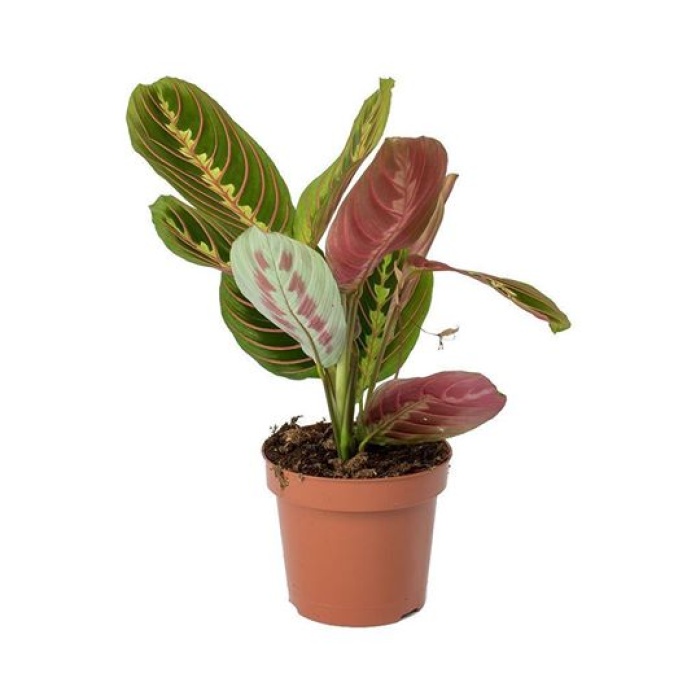 Maranta Fascinator -Dua Çiçeği - 12 Cm Plastik Saksıda