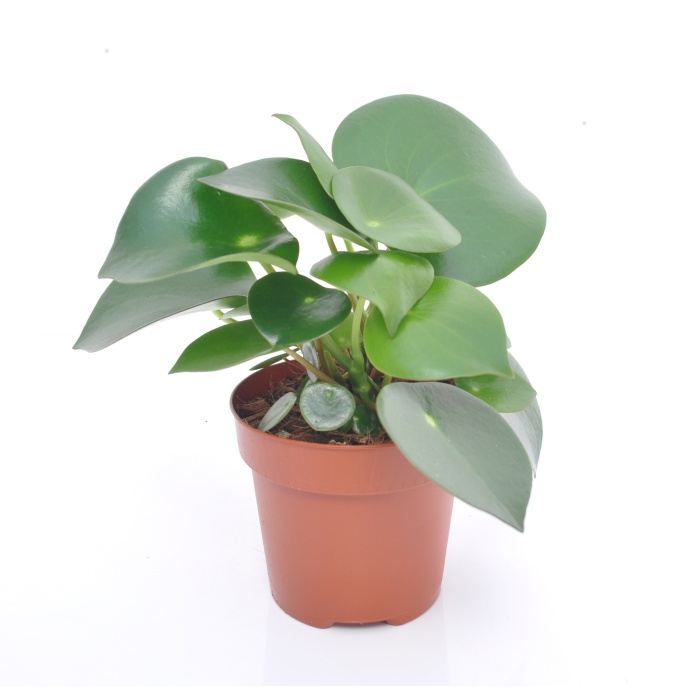 Peperomia Raindrop (12 Cm Saksıda)