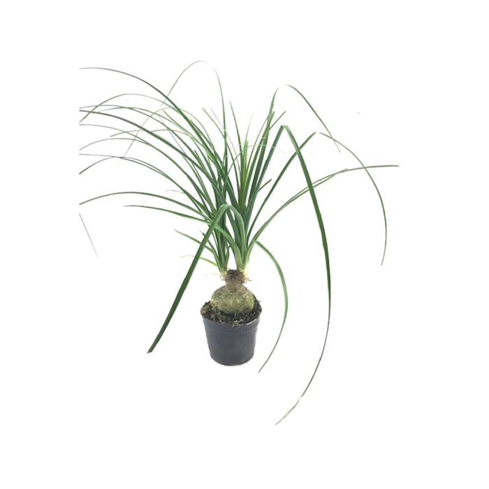 Mini Nolina - Beaucarnea Recurvata (5,5 Cm Saksıda)