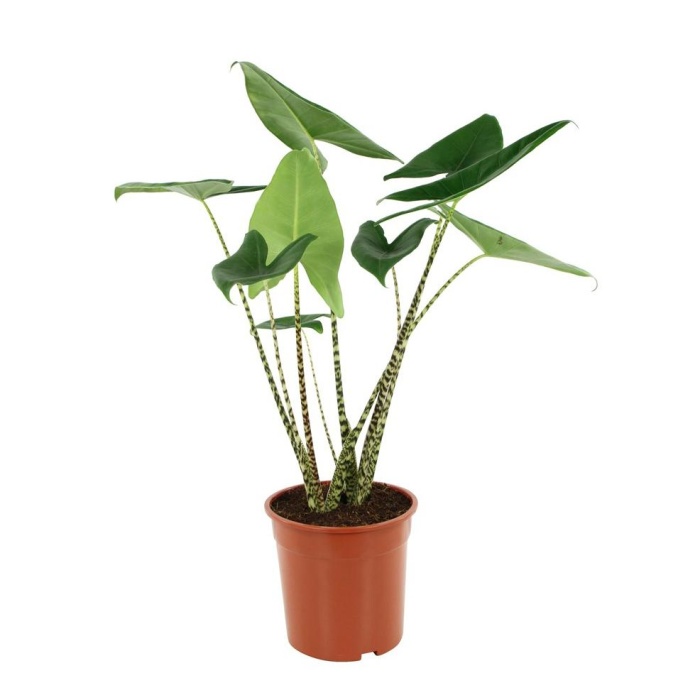 Alocasia Zebrina (14 Cm Saksıda)