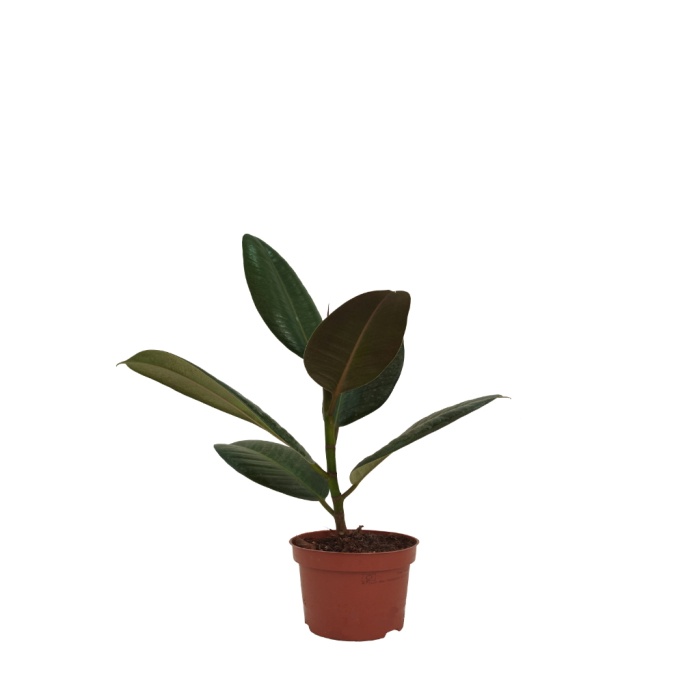 Ficus Elastica Robusta – Kauçuk Bitkisi - 12 Cm Plastik Saksıda