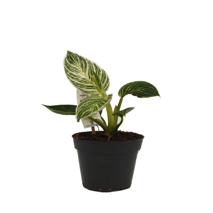 Philodendron Birkin - 12 Cm Plastik Saksıda