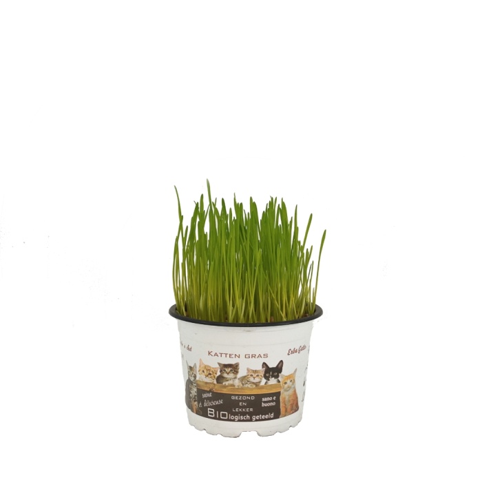 Hordeum - Kedi Çimi (12 Cm Plastik Saksıda)