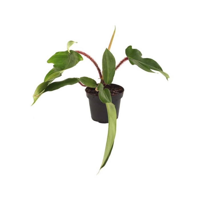 Philodendron  Squamiferum - 13 Cm Plastik Saksıda