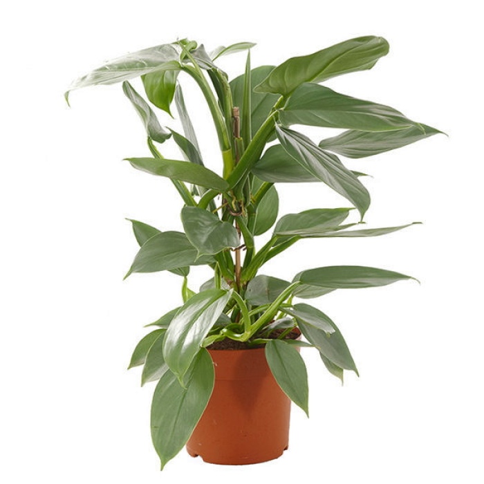 Philodendron Silver - 13 Cm Plastik Saksıda