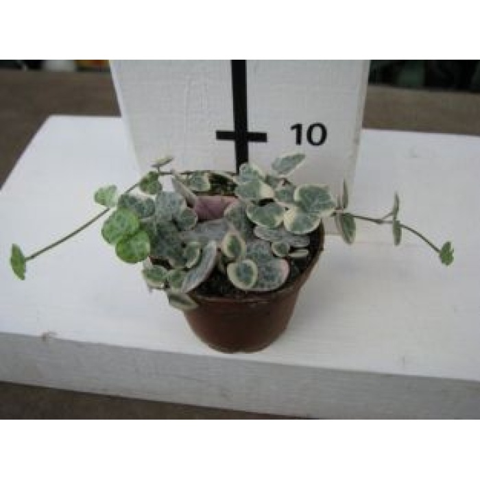 Ceropegia Wodii Kalp Kalbe Karşı Çiçeği (Pembe Yapraklı) - 8 Cm Plastik Saksıda