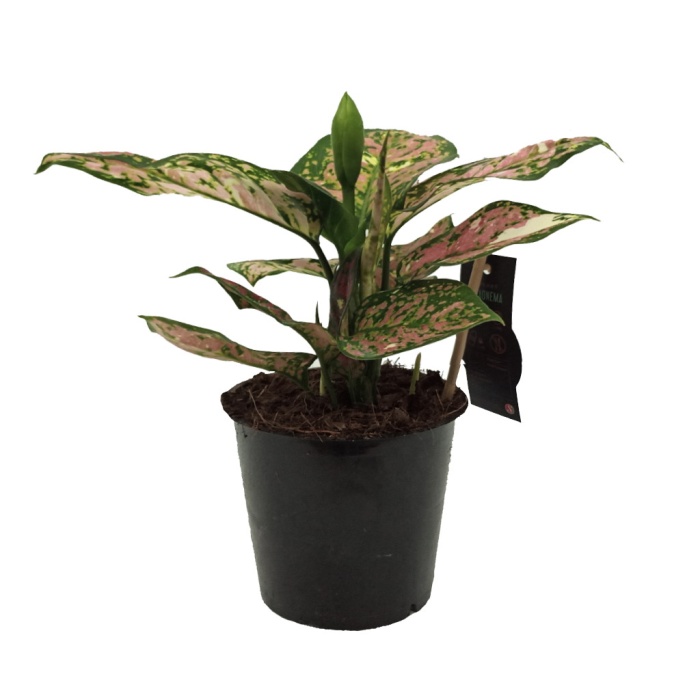 Aglaonema - Çin Herdemyeşili-12 Cm Plastik Saksıda