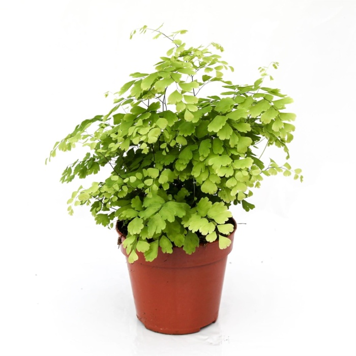 Adiantum (12 Cm Saksıda)