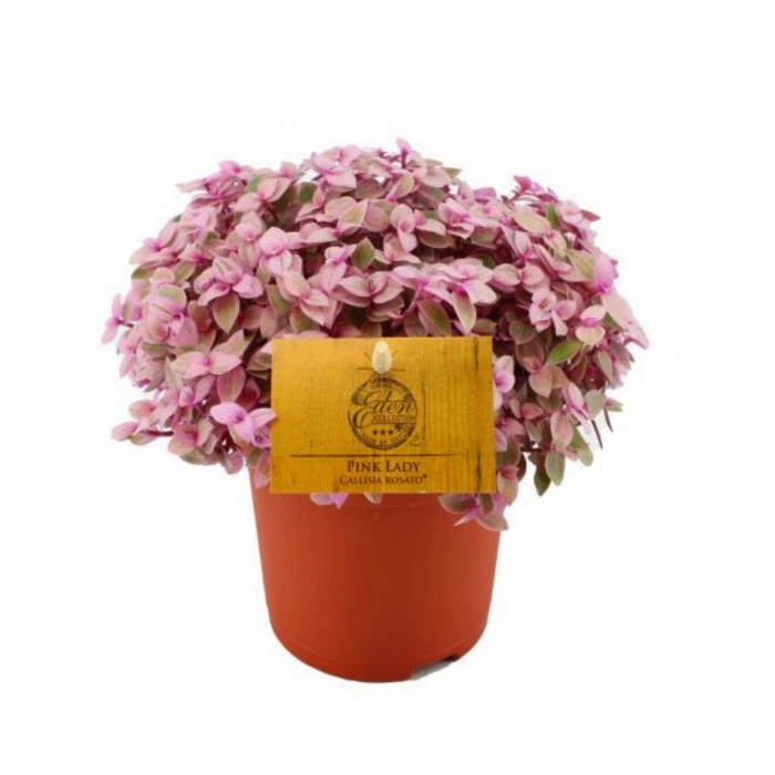 Callisia - 10,5 Cm Plastik Saksıda