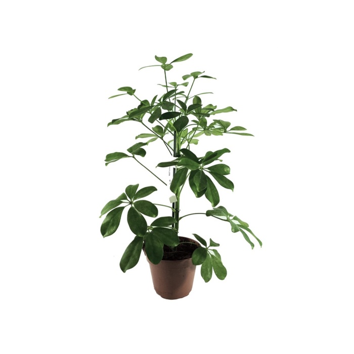 Schefflera(Şeflera) – Şemsiye Ağacı (13 Cm Saksıda)