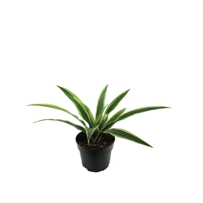 Dracaena Lemon - 12 Cm Plastik Saksıda