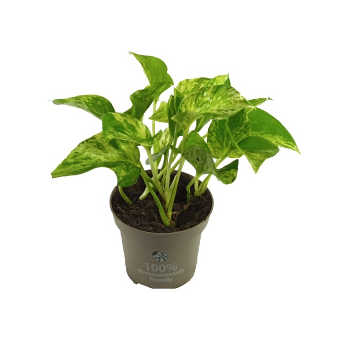 Scindapsus (12 Cm Saksıda)