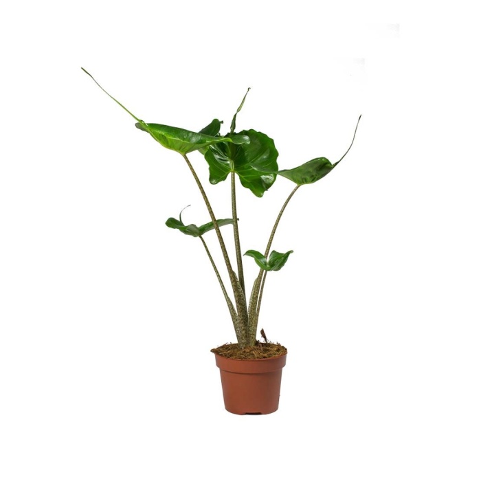 Alocasia Stingray - 12 Cm Plastik Saksıda