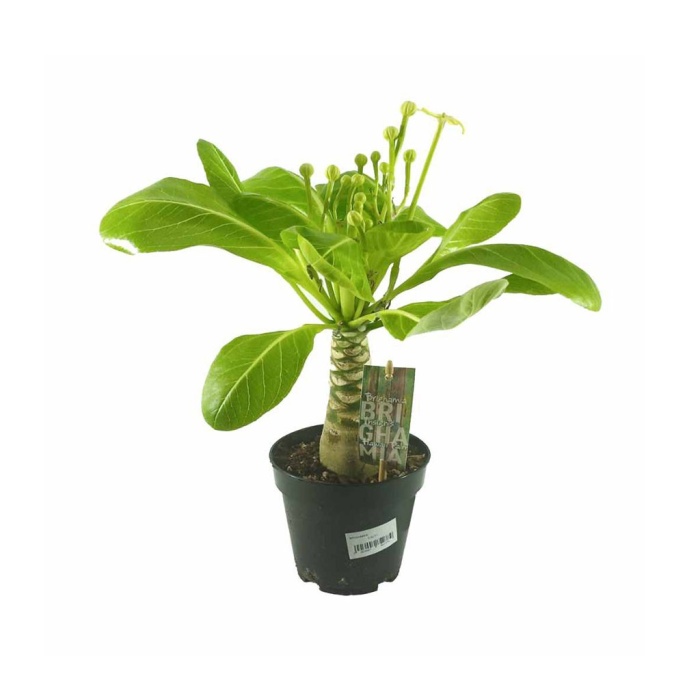 Brighamia - Hawaii Güneşi (12 cm Saksıda)