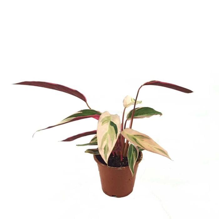 Stromanthe - 13 Cm Plastik Saksıda